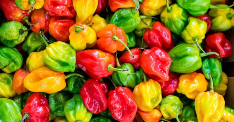 Peppers - Pile of Chilies
