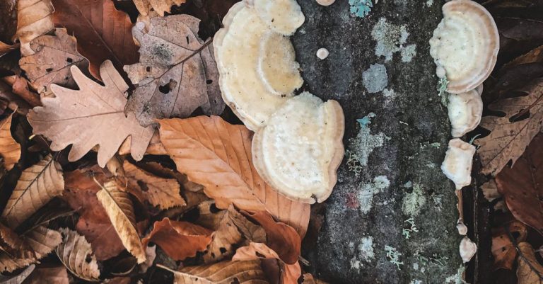 Root Rot - Tree Trunk Covered with Tree Mushrooms