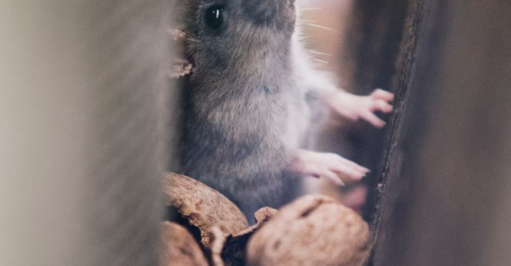 Pests - Soft Focus of Mice through Walls