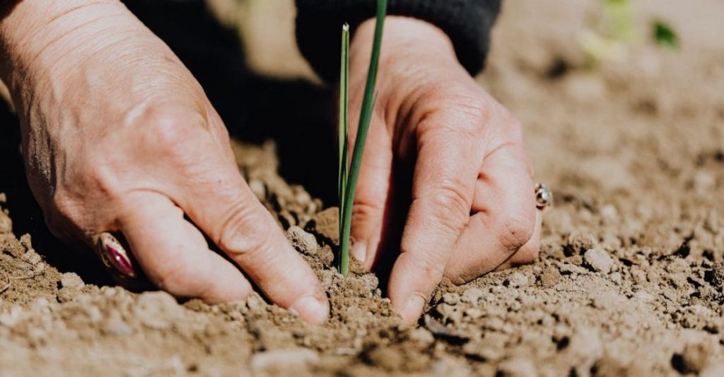 Fertilizers - Ground level of unrecognizable female gardener planting green sprout in soil while working on plantation