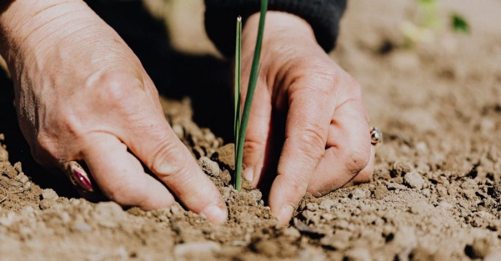 Fertilizers - Ground level of unrecognizable female gardener planting green sprout in soil while working on plantation