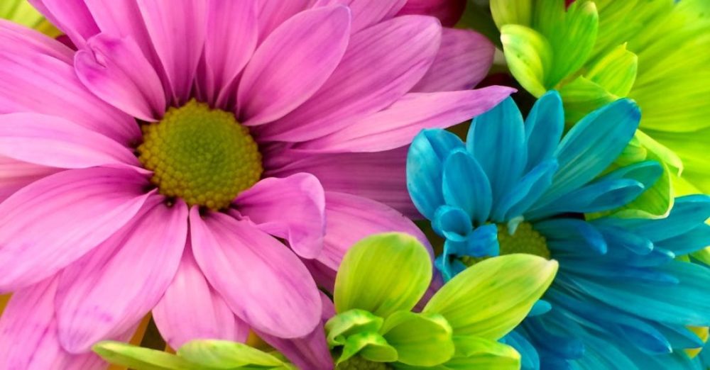 Flowers - Pink Red Yellow Petaled Flower in Close Up Shot