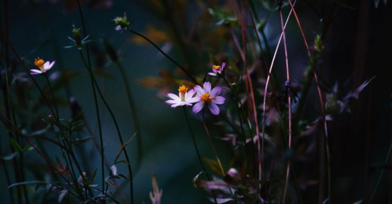 Perennial Flowers - Shallow Focus Photography of White Petal Flower