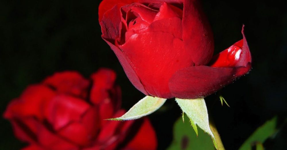 What Are the Best Tips for Growing Roses
