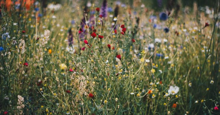Wildflowers - Blue, White and Red Poppy Flower Field