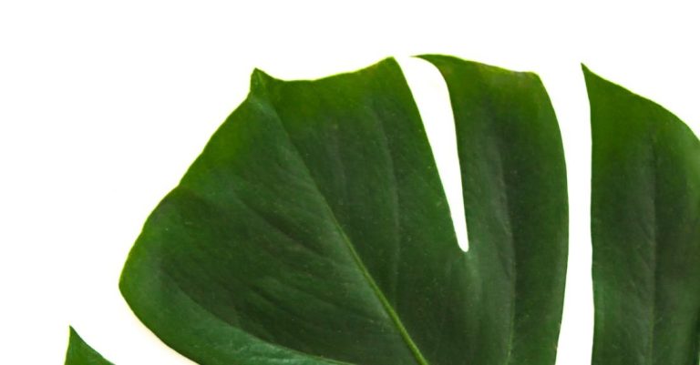 Plants - Close-up Photo of Swiss Cheese Leaf