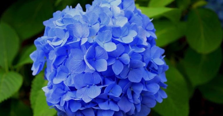 Hydrangeas - Purple Petaled Flower