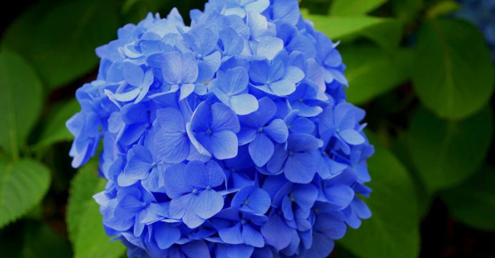 Hydrangeas - Purple Petaled Flower