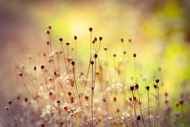 Deadheading - stem, stalk, flower bed