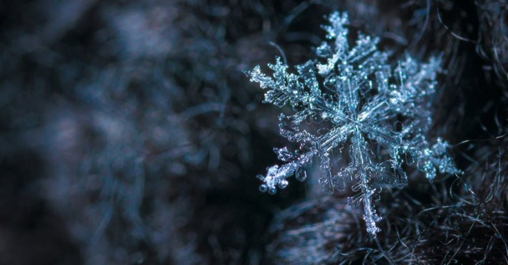 How to Protect Your Flowers from Frost