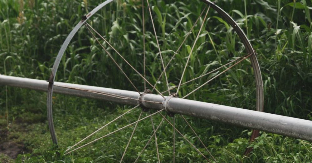 Watering System - A Shot of Watering System on a Corn FieldĀ